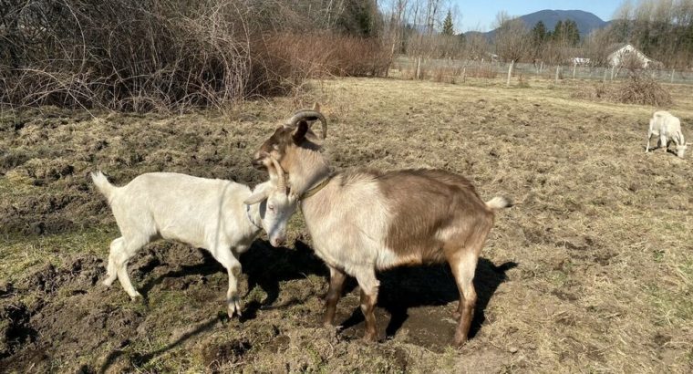 Alpine and Saanen Goat