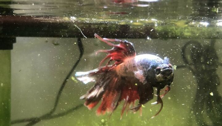 Beautiful red betta fish