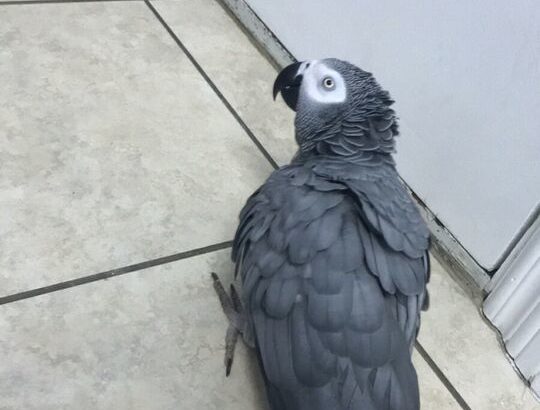 Female african grey