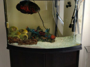 29 gallon fish tank with fish and accessories