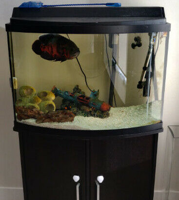 29 gallon fish tank with fish and accessories