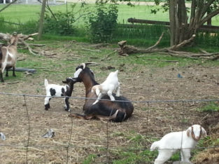 goats for sale