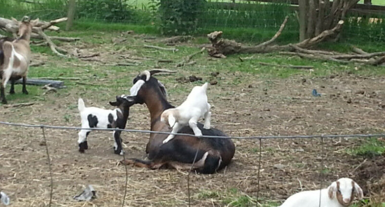 goats for sale