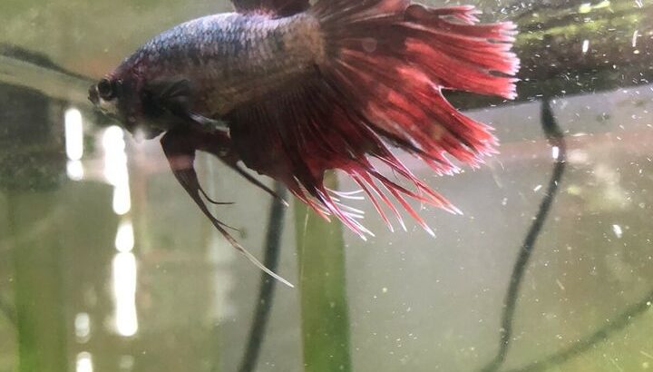 Beautiful red betta fish