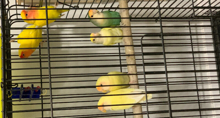 Lovebird 3 breeding pair sale