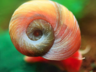 Healthy and good size Ramshorn snails – 12 for $10.00