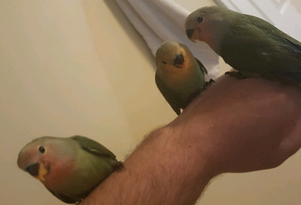 Three young lovebirds reach one month of age with a feeding hand