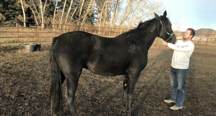 Wanted: Wanted To Purchase Standardbred Horses