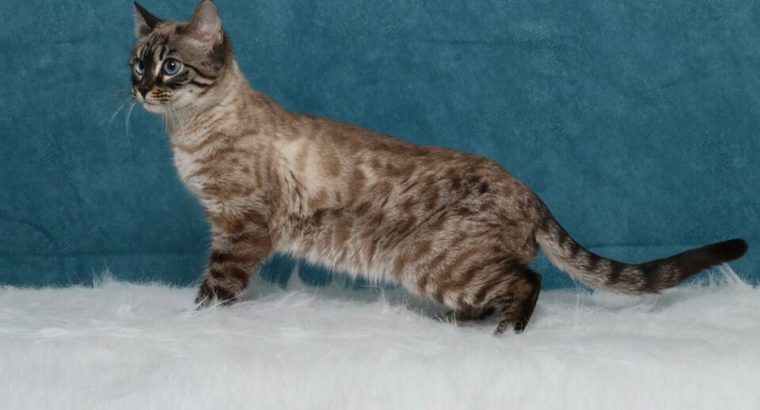 TICA reg Charcoal Snow Bengal Female