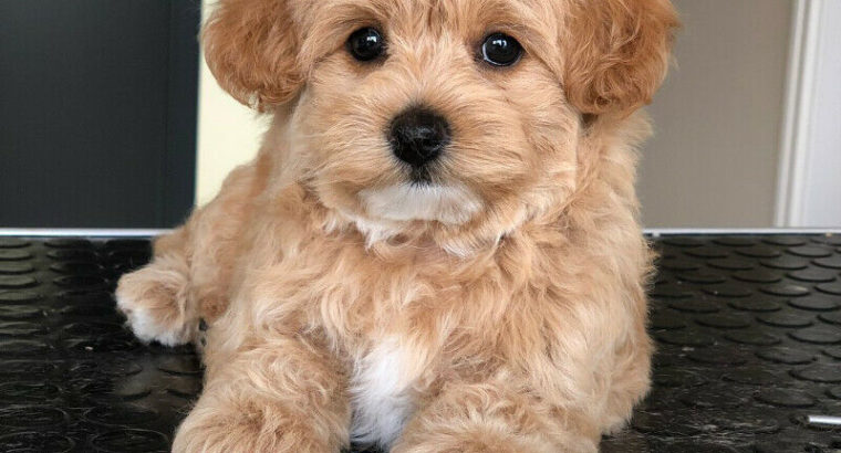 Wanted: WANTED!!! Cavapoo, Maltipoo or Yorkiepoo puppy.