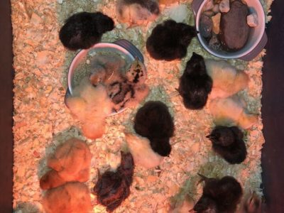 3-4 day old chicks