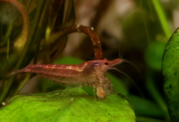 Cherry shrimp for sale