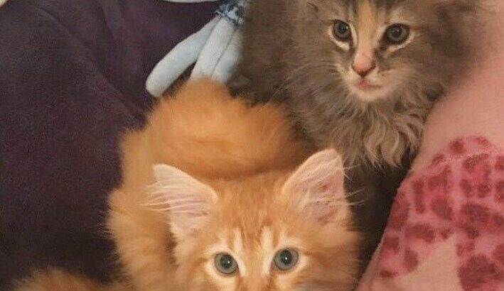 Wanted: ISO orange male tabby kitten