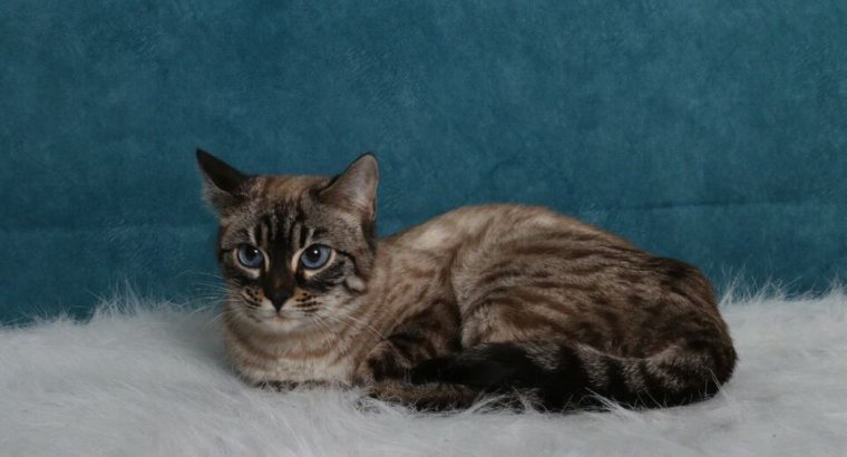 TICA reg Charcoal Snow Bengal Female