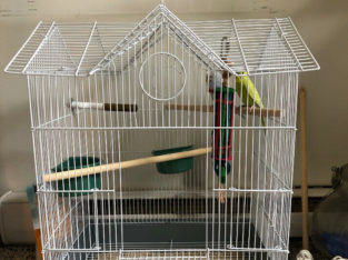 Two budgies and full set up cage for sale