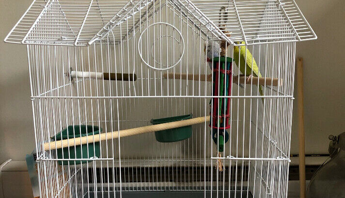 Two budgies and full set up cage for sale