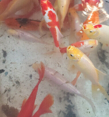 Beautiful hybrid koi-goldfish and some fancy butterfly goldfish.