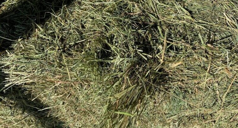 $12 Small Square Hay bales. Alberta Hay Shipped in Dry Van