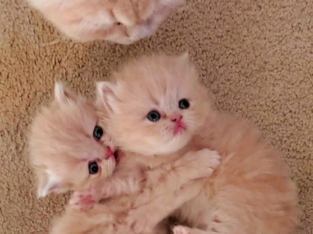 Purebred Doll Face Persian Kittens