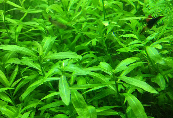 Aquarium plants.