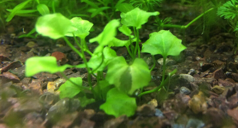 Aquarium plants.