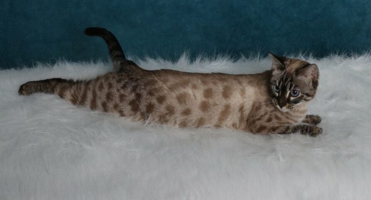 TICA reg Charcoal Snow Bengal Female