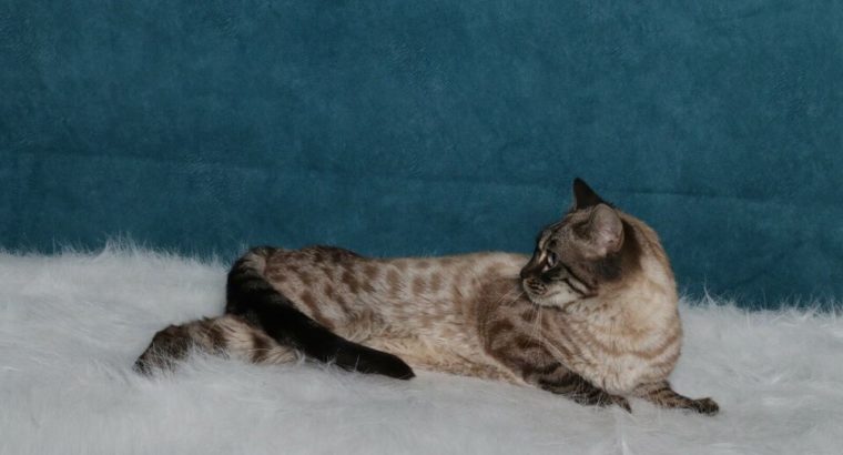 TICA reg Charcoal Snow Bengal Female