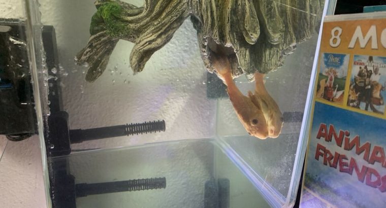 Silver Bala Shark, Gold Pleco and Aquarium Decorations