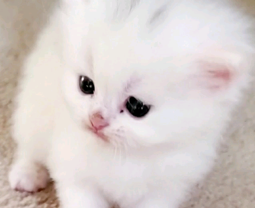 Purebred Doll Face Persian Kittens