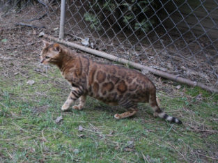 Retired Bengal Female for Sale