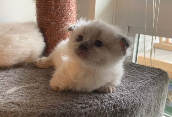 Scottish Fold Munchkins