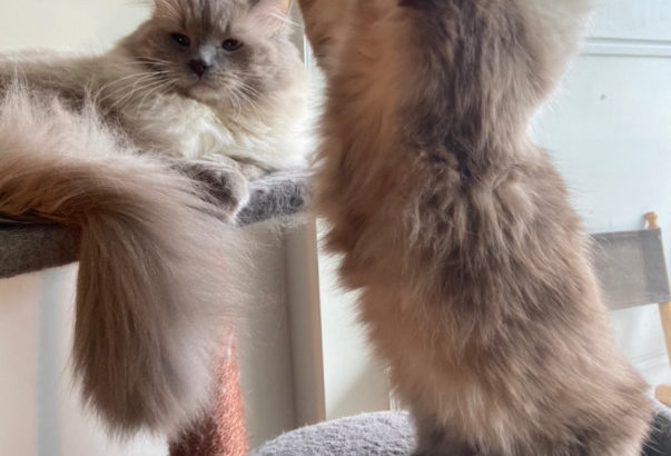 Scottish Fold Munchkins