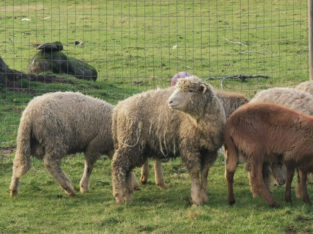 SHEEP RAM LAMBS