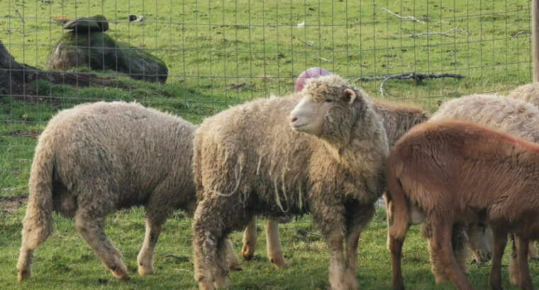 SHEEP RAM LAMBS