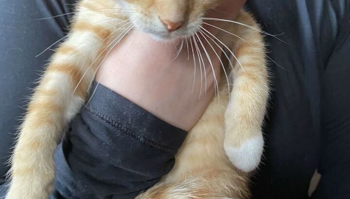 Orange male tabby kitten