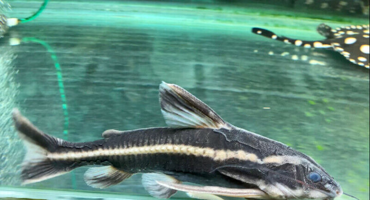 Striped Raphael Catfish !