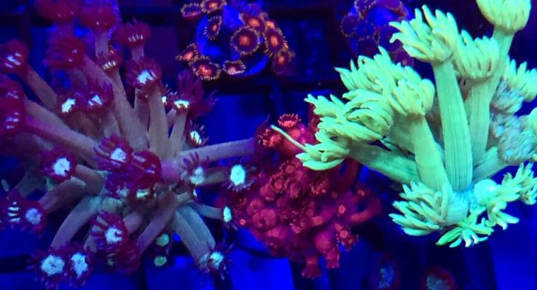 Now shipping Corals and Frags CANADA wide !