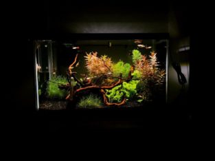 Fish tank plants