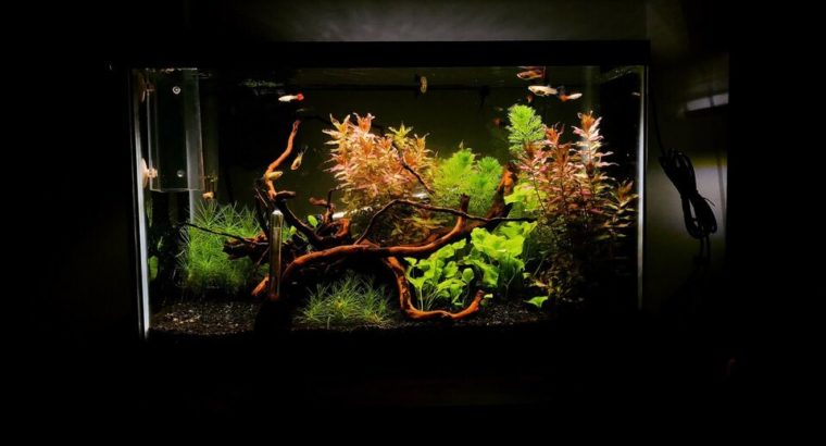 Fish tank plants