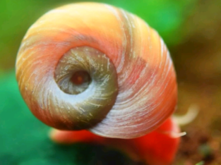 Ramhorn snails – Good size , pest free