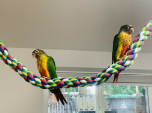 Yellow sided conure baby sale