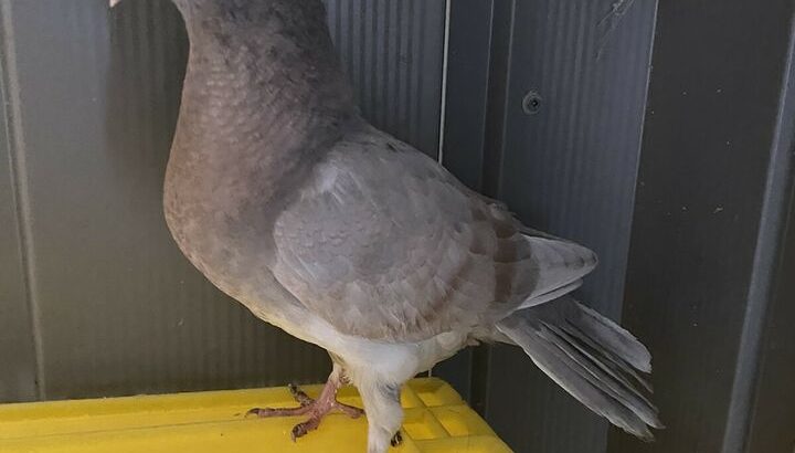 Pigeons for sale