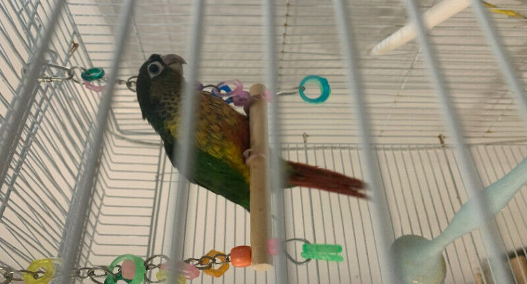Yellow sided conure baby sale