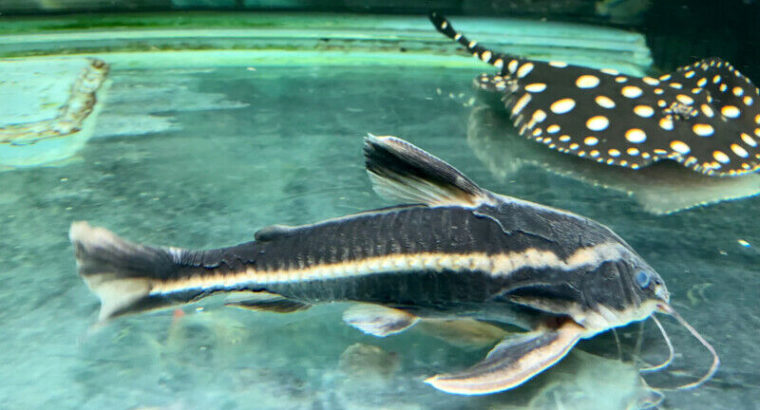 Striped Raphael Catfish !