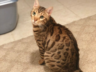 Wanted: Lost Cat Bengal: Casper | $400 Reward