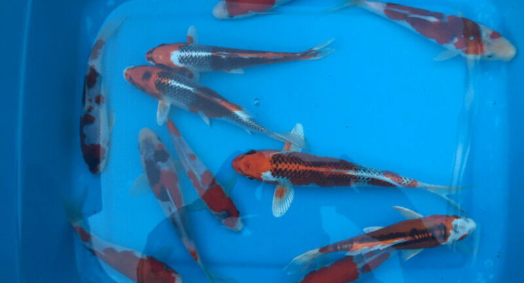 koi fish Imported from Niigata Japan