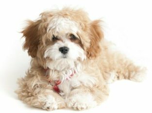 Wanted: WANTED!!! Cavapoo, Maltipoo or Yorkiepoo puppy.