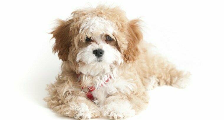 Wanted: WANTED!!! Cavapoo, Maltipoo or Yorkiepoo puppy.