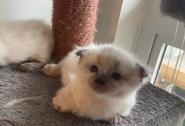 Scottish Fold Munchkins