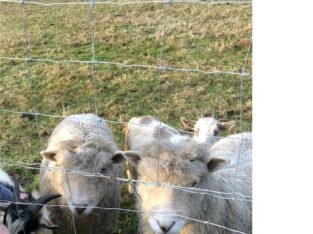 Babydoll Southdown Sheep